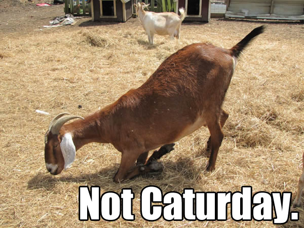 Not Caturday.