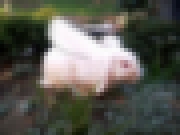 white GTFB caught on camera in Sweden, 1995